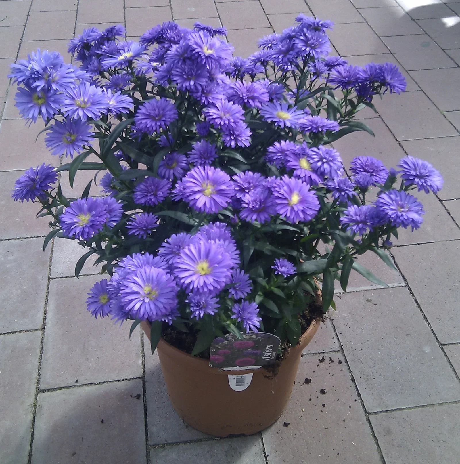 Aster N.B. 21 cm