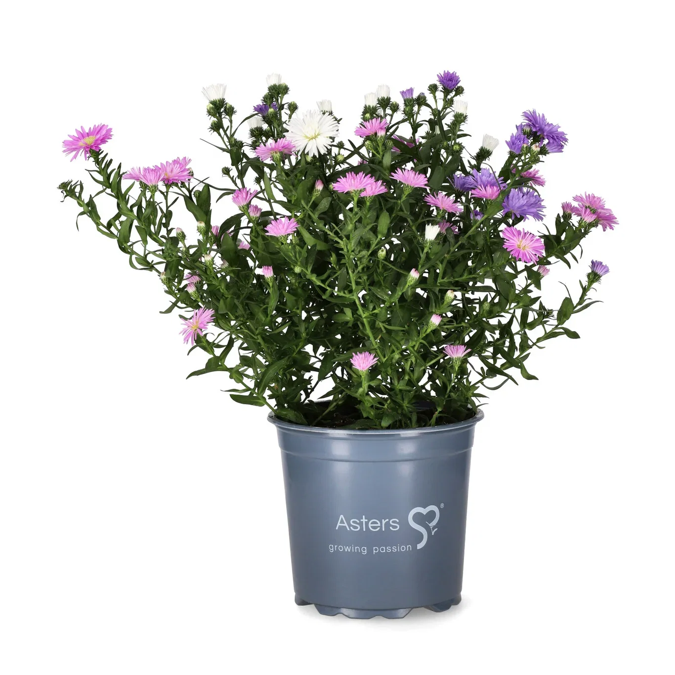 Aster N.B. Romantic G. 15 cm