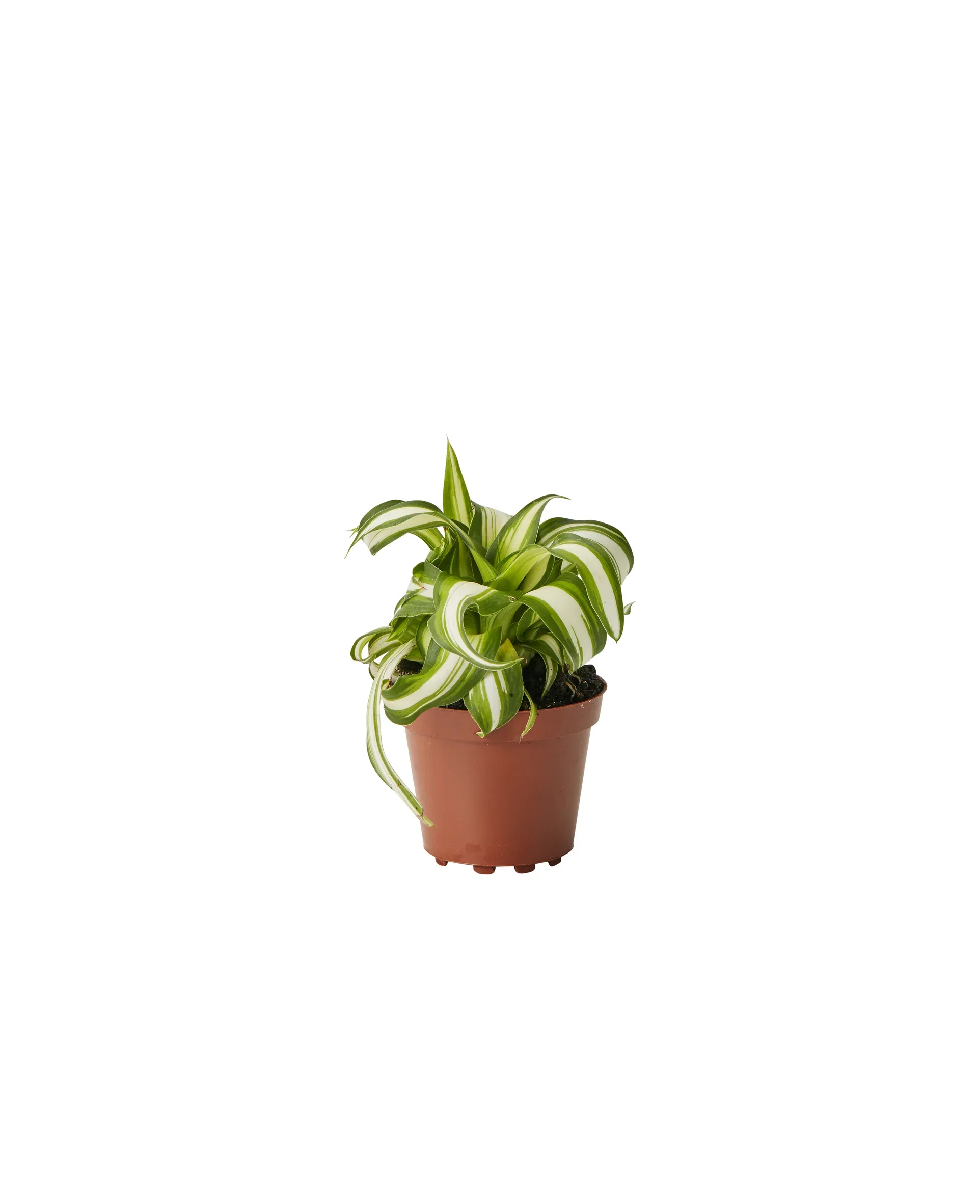 Chlorophytum Variegata 6 cm