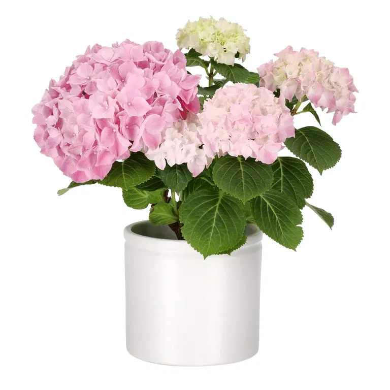 Hydrangea macrophylla 2-2,5 branch 10,5 cm