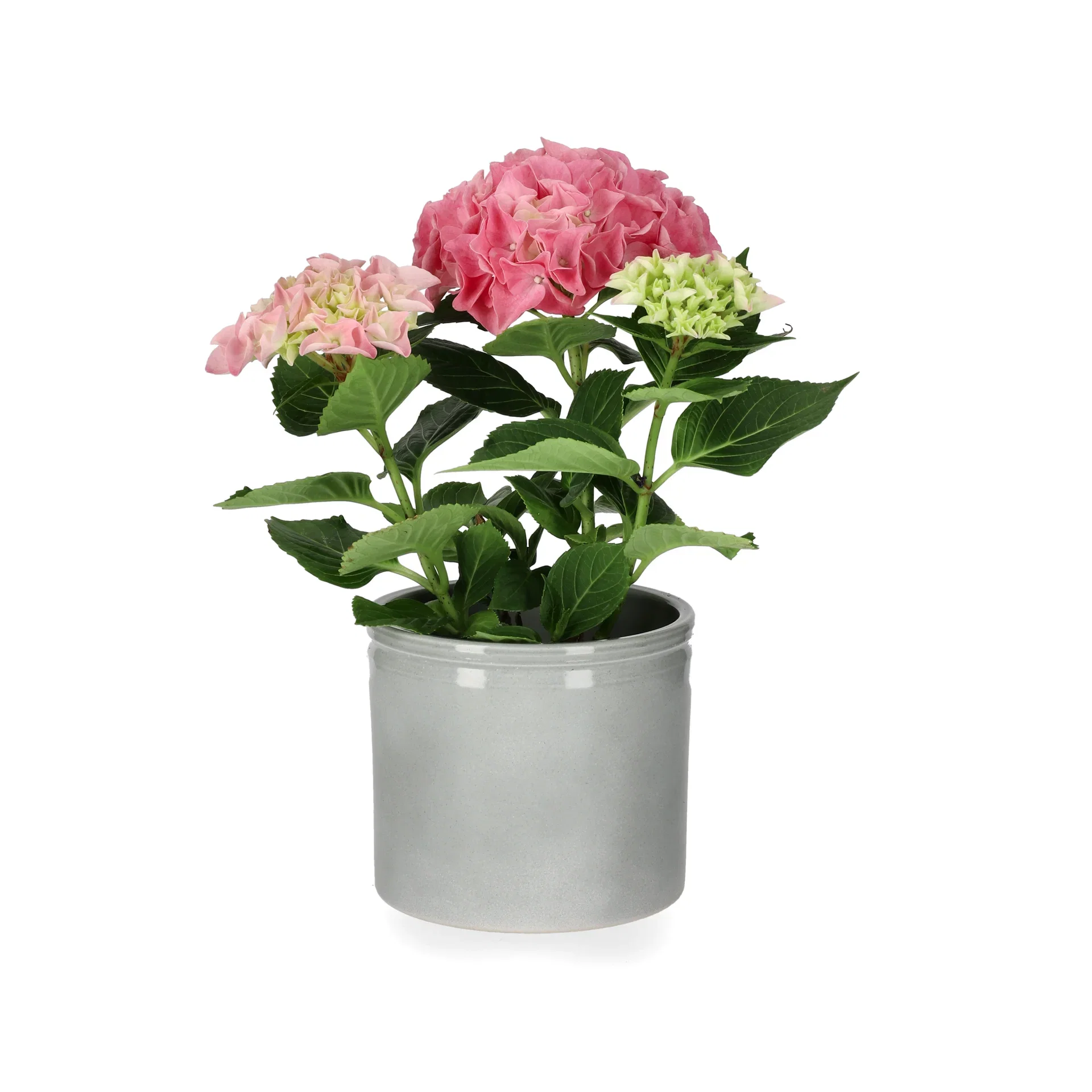 Hydrangea macrophylla 2-2,5 branch 10,5 cm