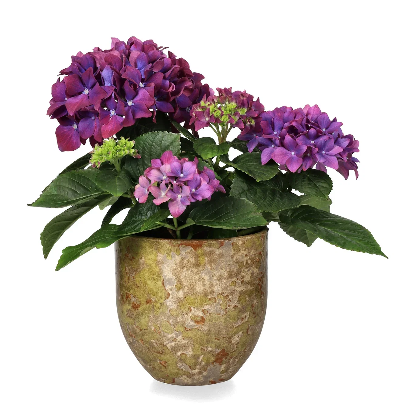 Hydrangea macrophylla 2-2,5 branch 10,5 cm