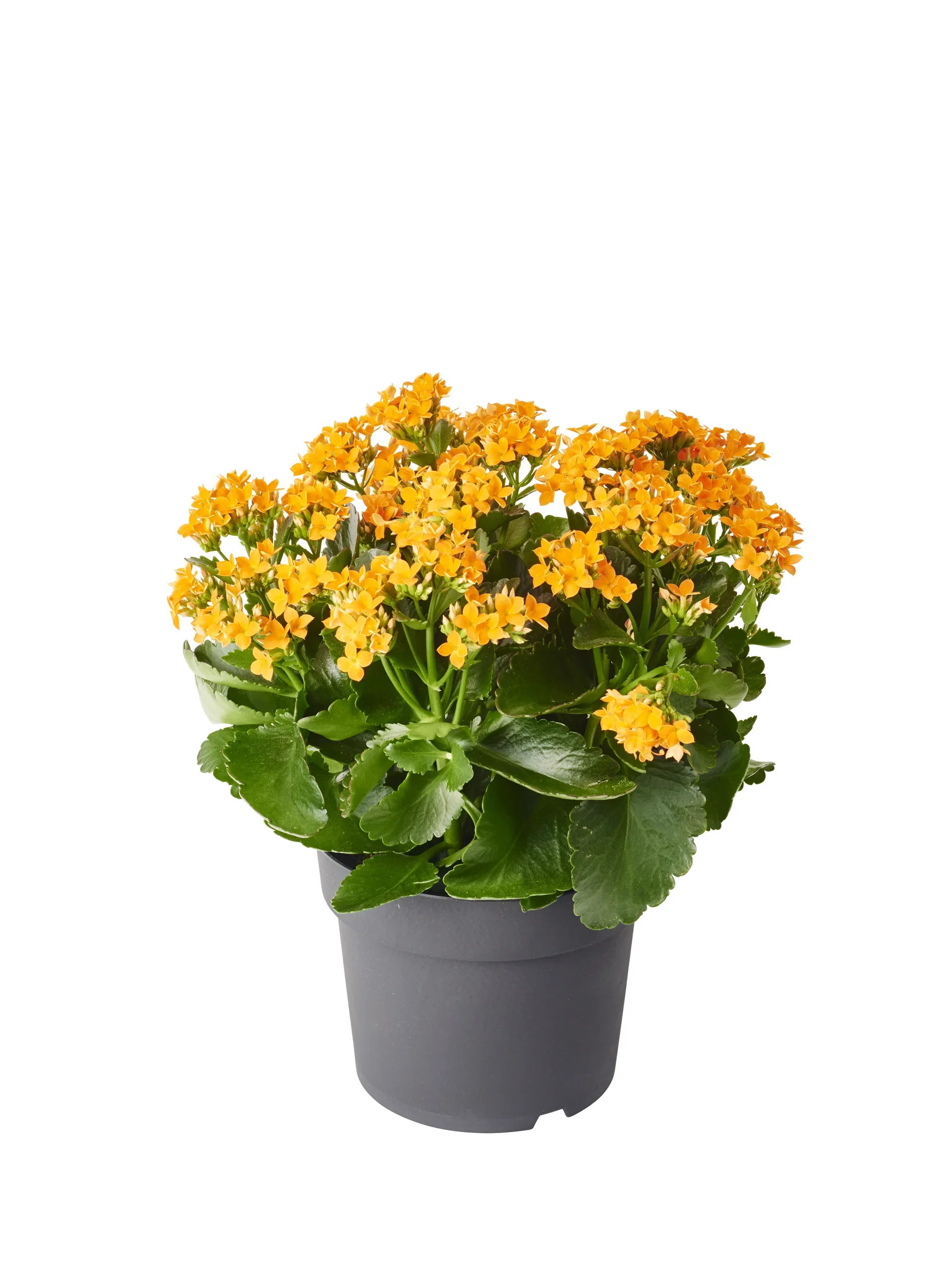 Kalanchoe Outdoor