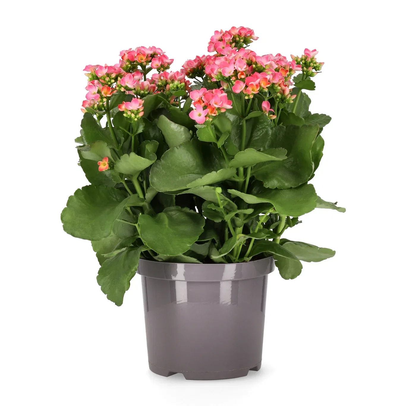 Kalanchoe Outdoor
