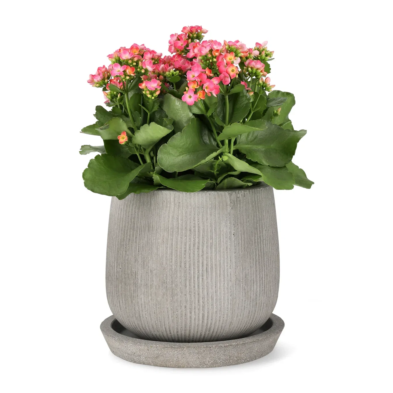 Kalanchoe Outdoor