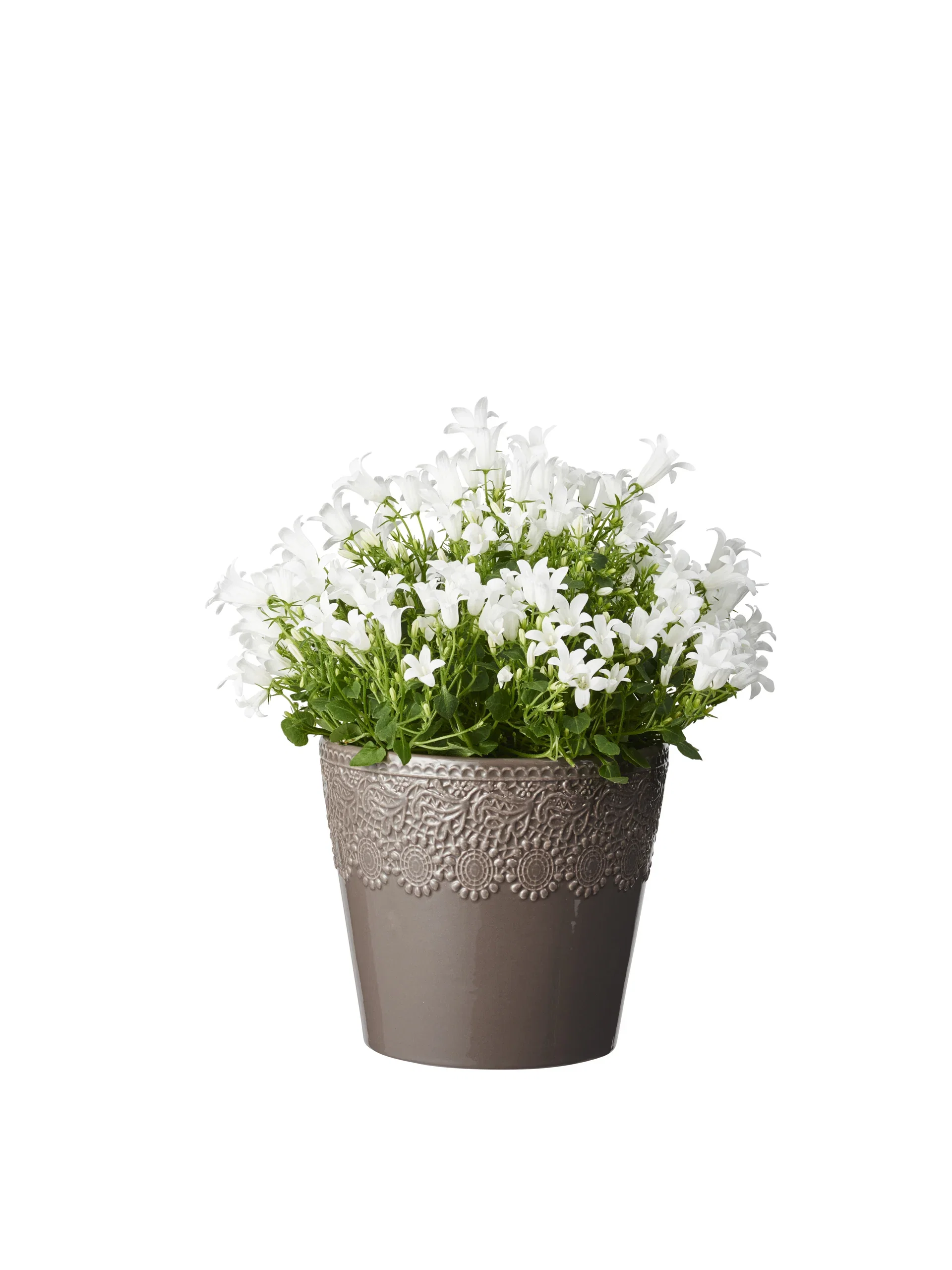 Krypklokke 'Get Mee'