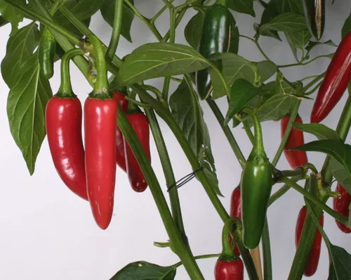 Chili 'Jalapeño'