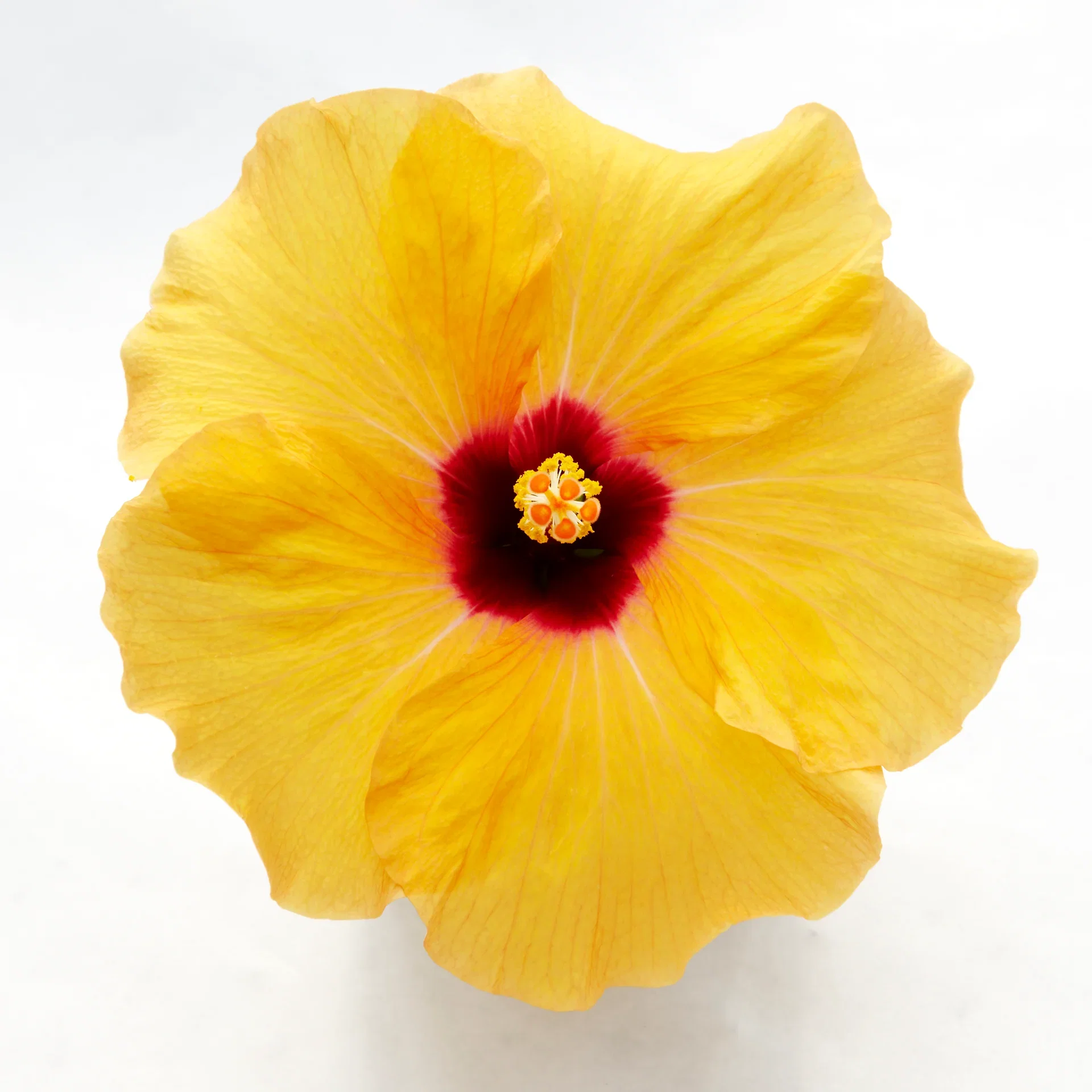 Hawaiirose