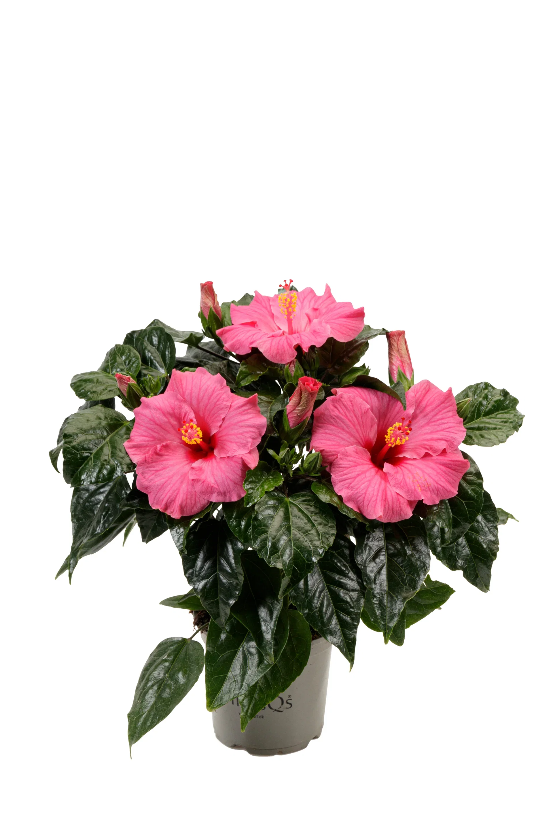 Hawaiirose