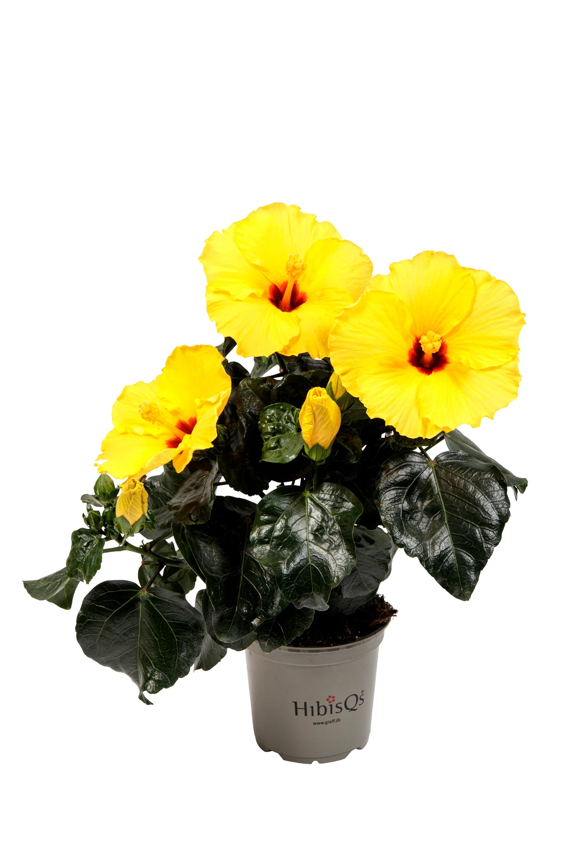 Hawaiirose