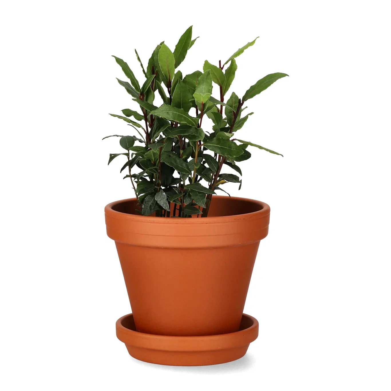 Laurus nobilis 11,5 cm