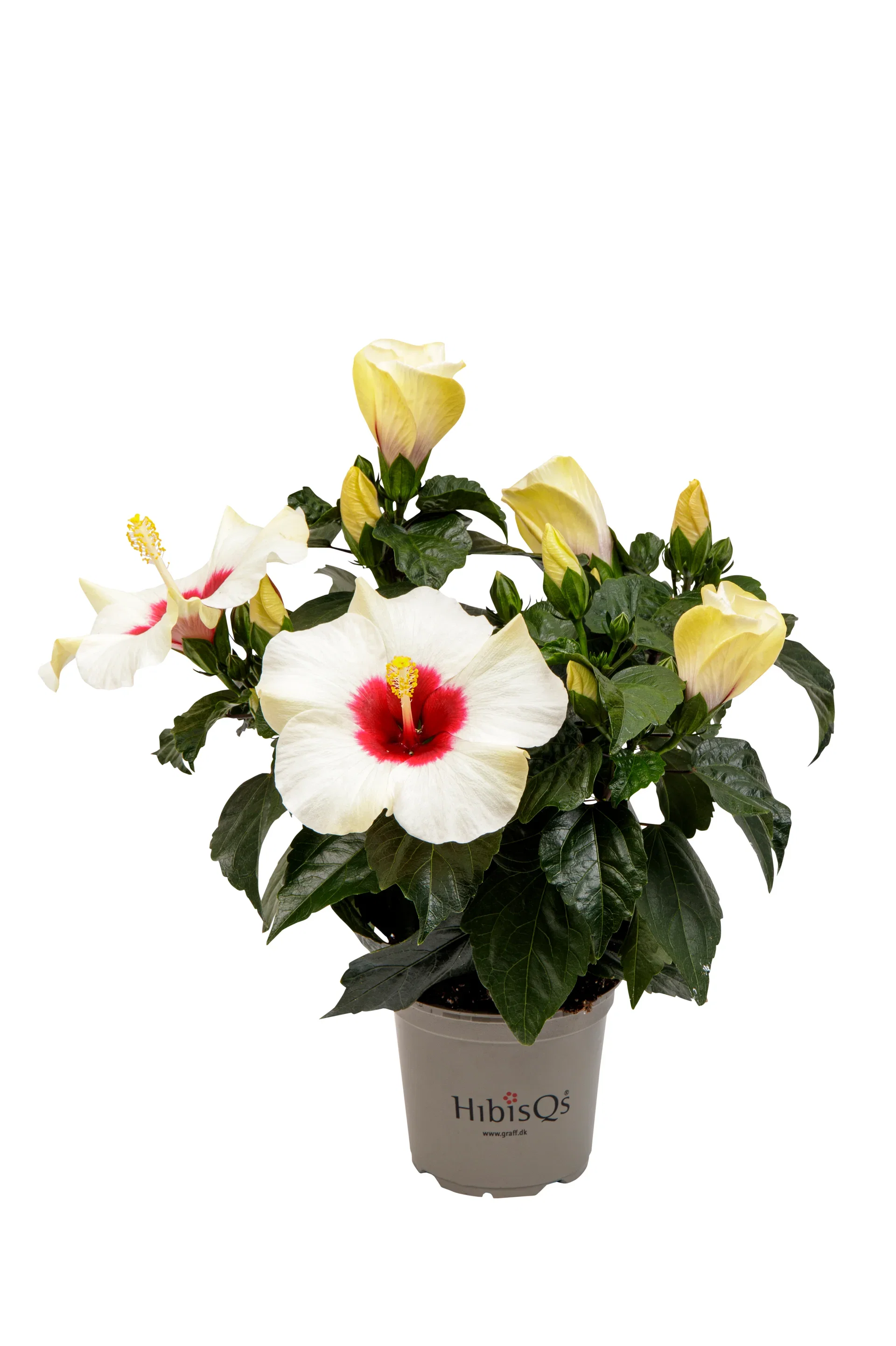 Hawaiirose
