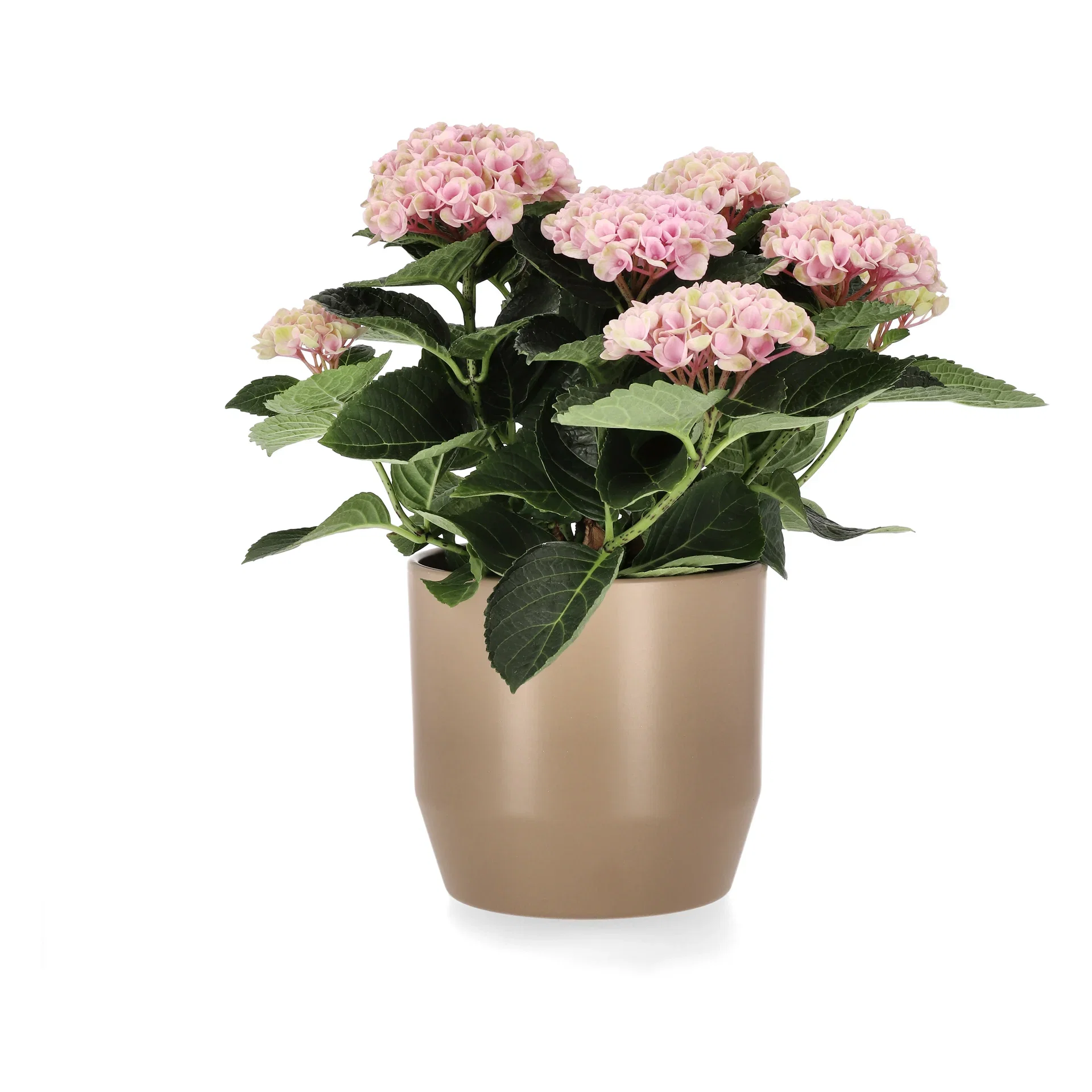 Hydrangea 'Magical' 14 cm