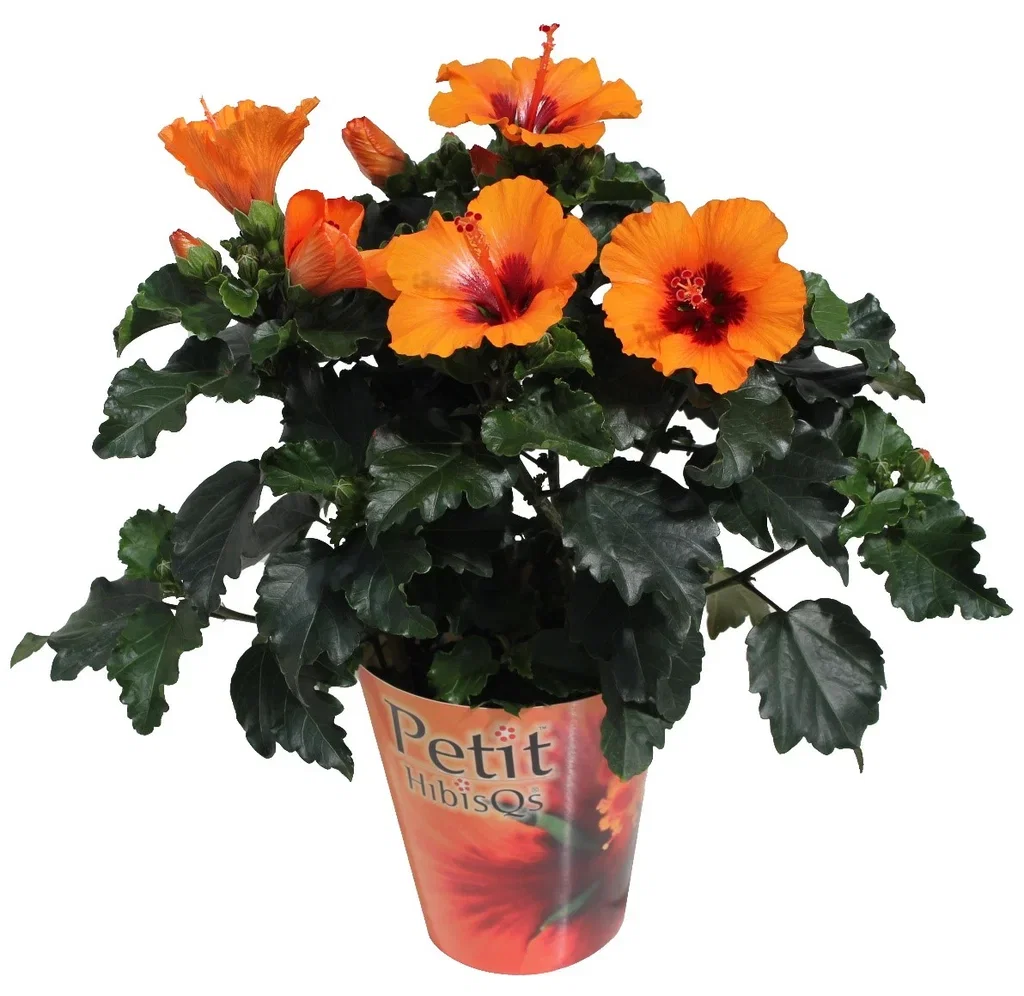 Hibiscus 'Petit Orange' 13 cm