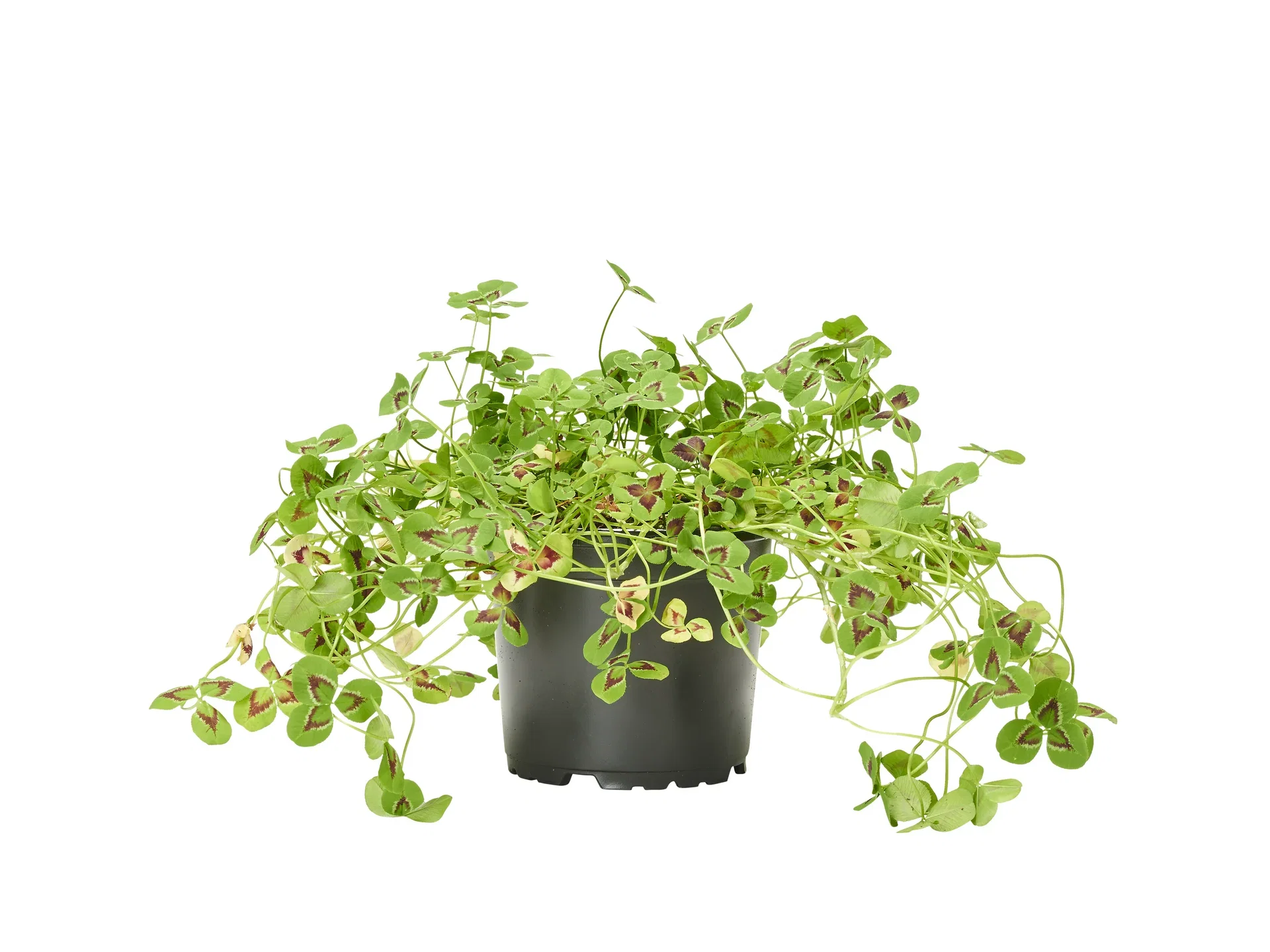 Trifolium repens 'Sweet Mike' 10,5 cm