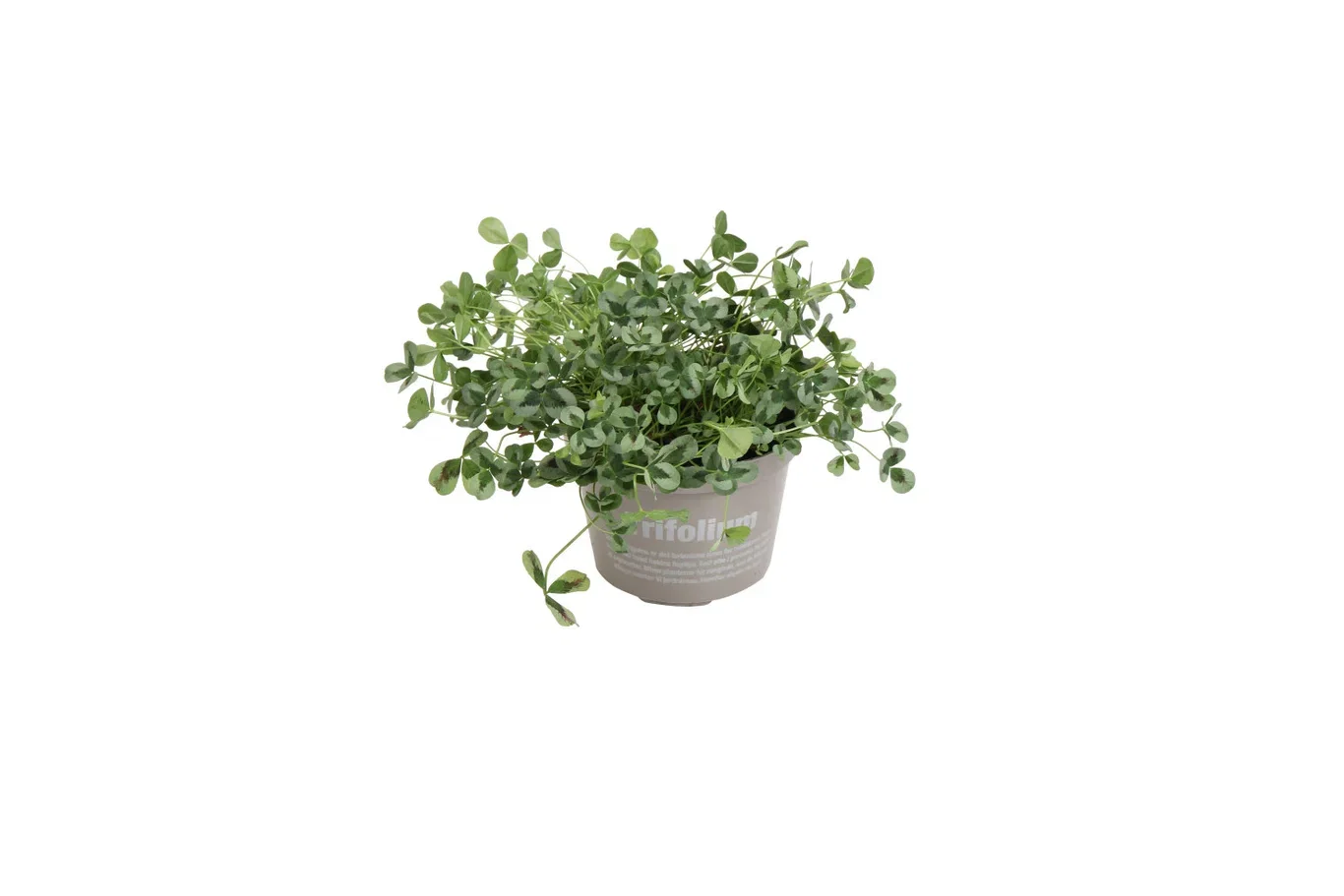 Trifolium repens 'Sweet Mike' 10,5 cm