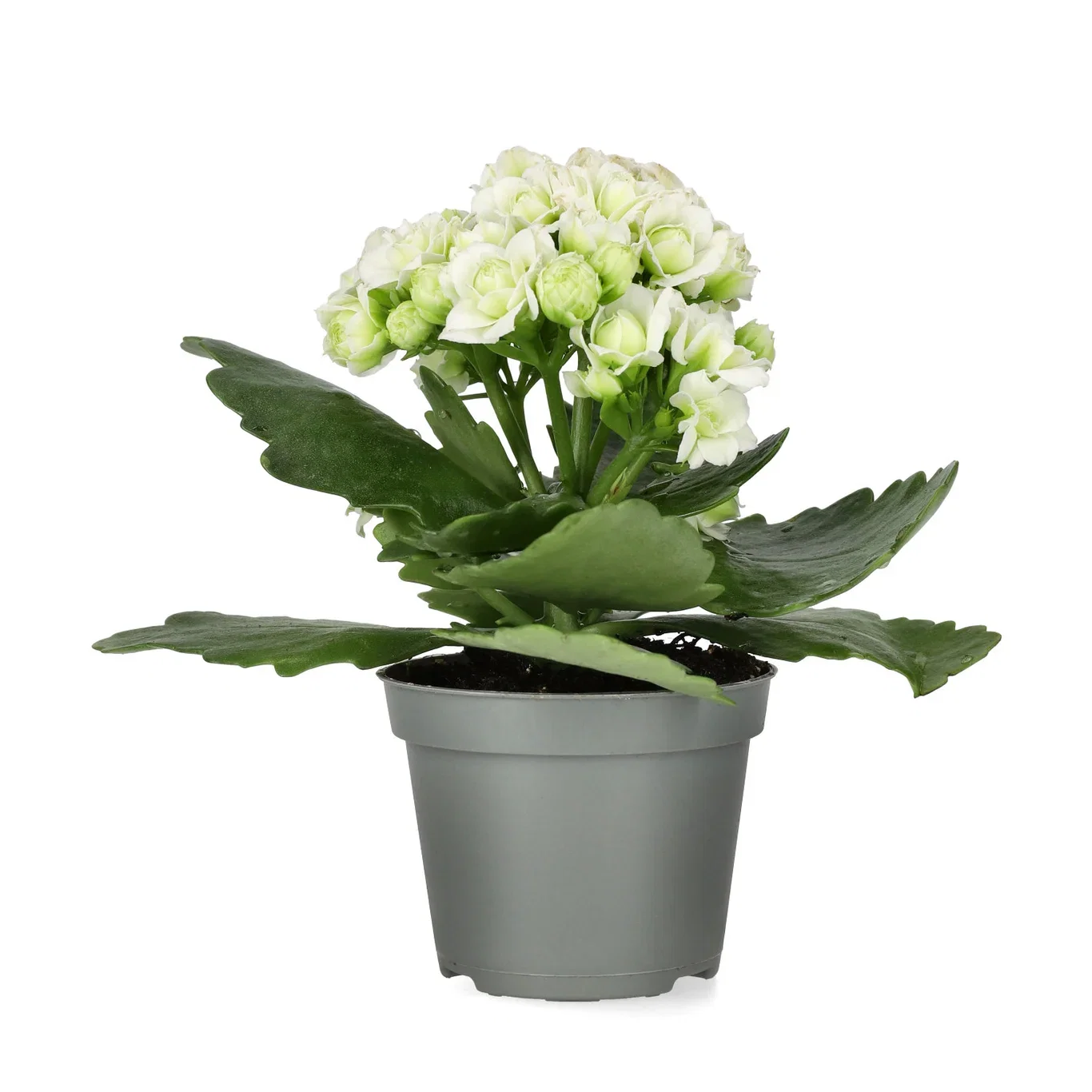Kalanchoe Mini White 6 cm