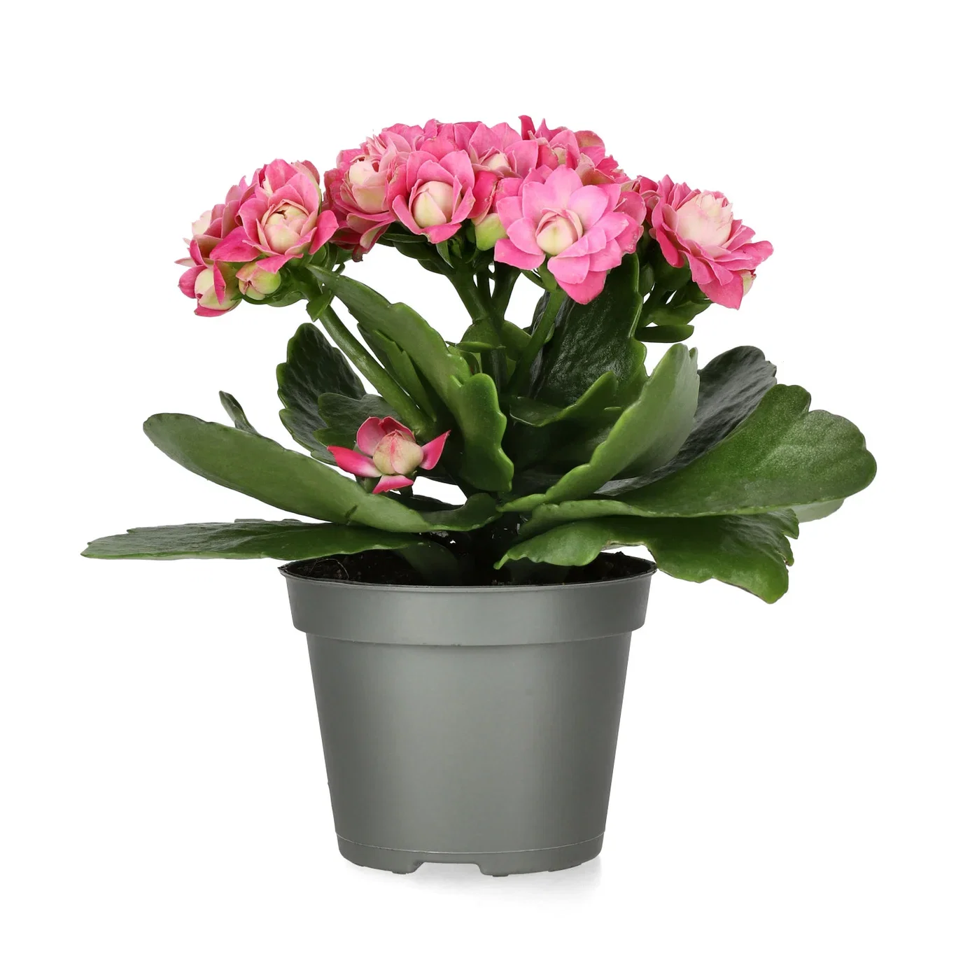 Kalanchoe Mini Dark Pink 6 cm