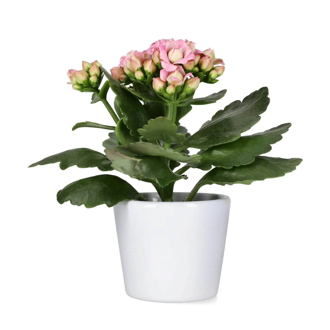 Kalanchoe Mini Light Pink 6 cm