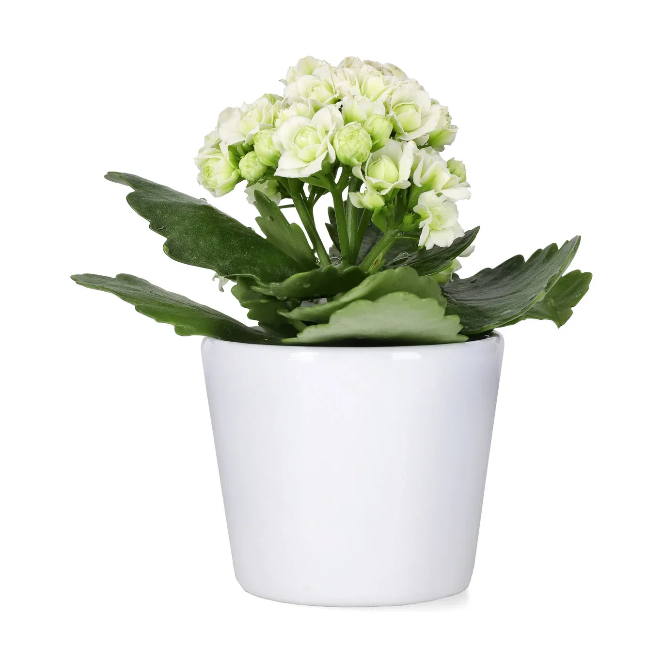 Kalanchoe Mini White 6 cm