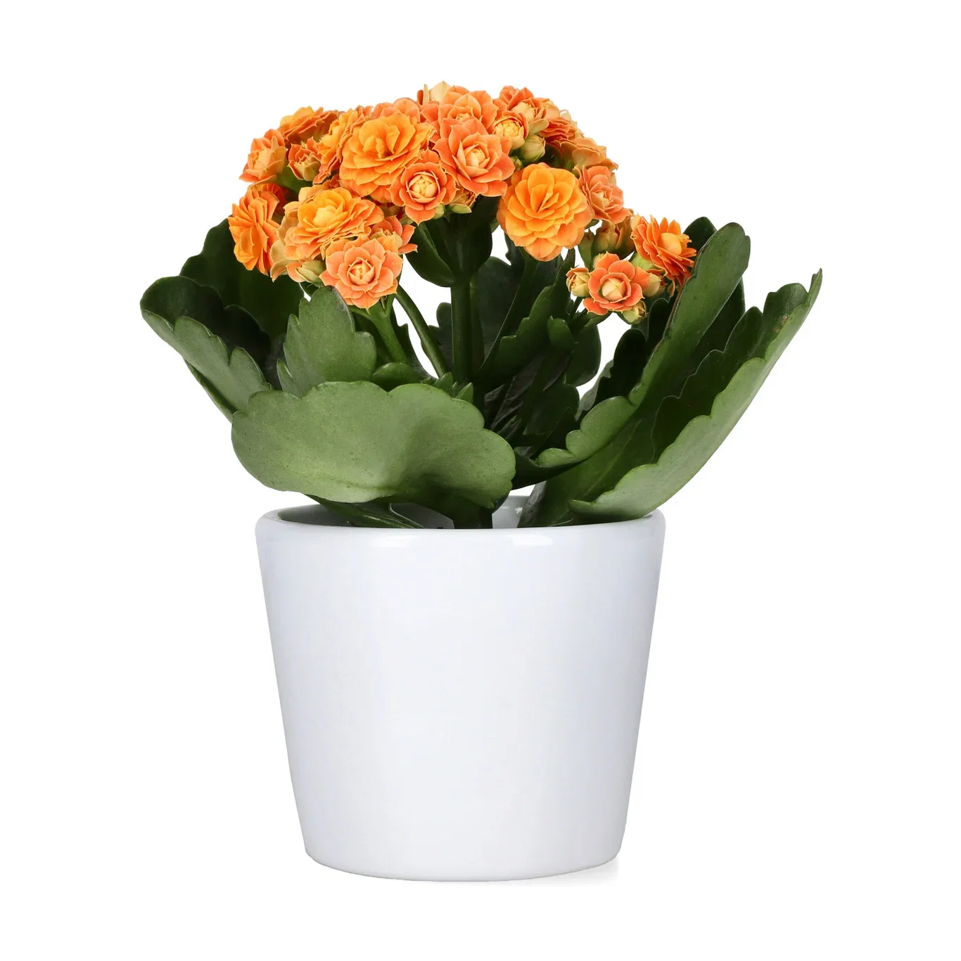Kalanchoe Mini Orange 6 cm
