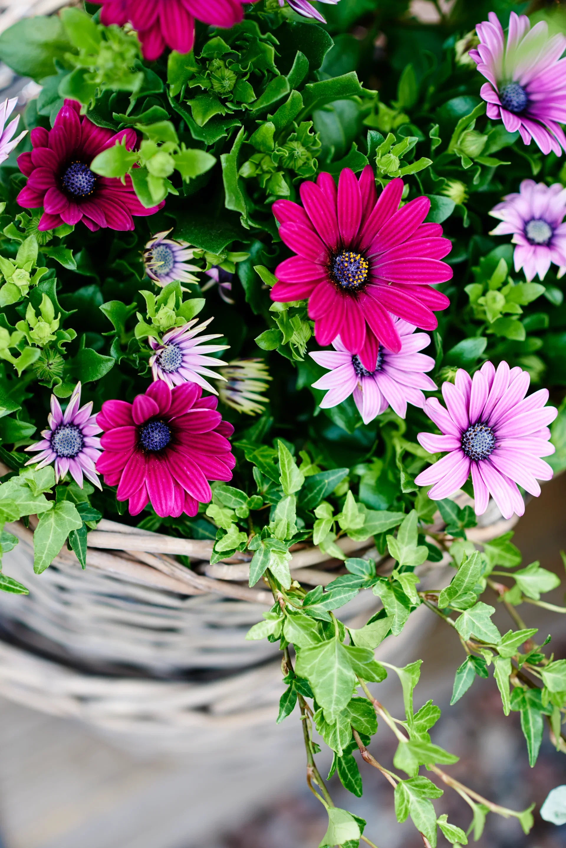 Osteospermum Pink 11 cm