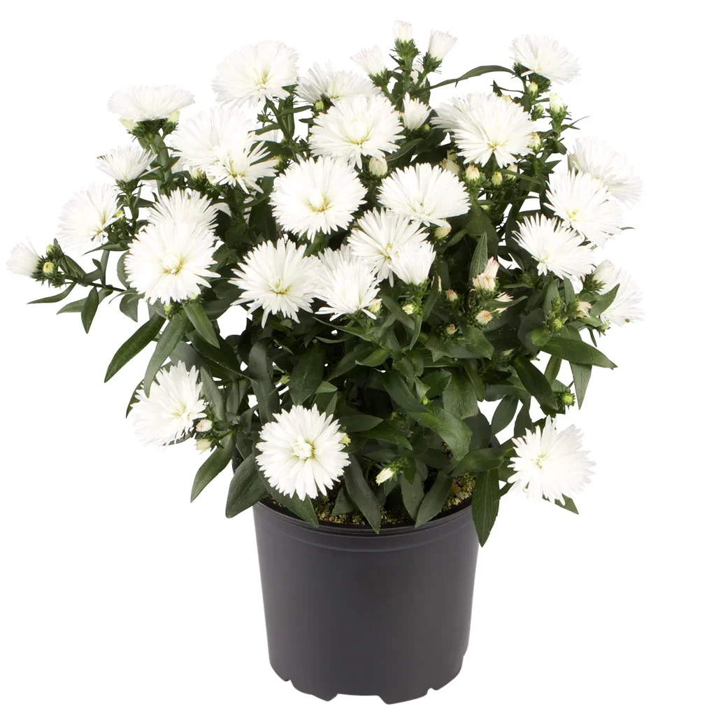 Aster N.B. White 10,5 cm