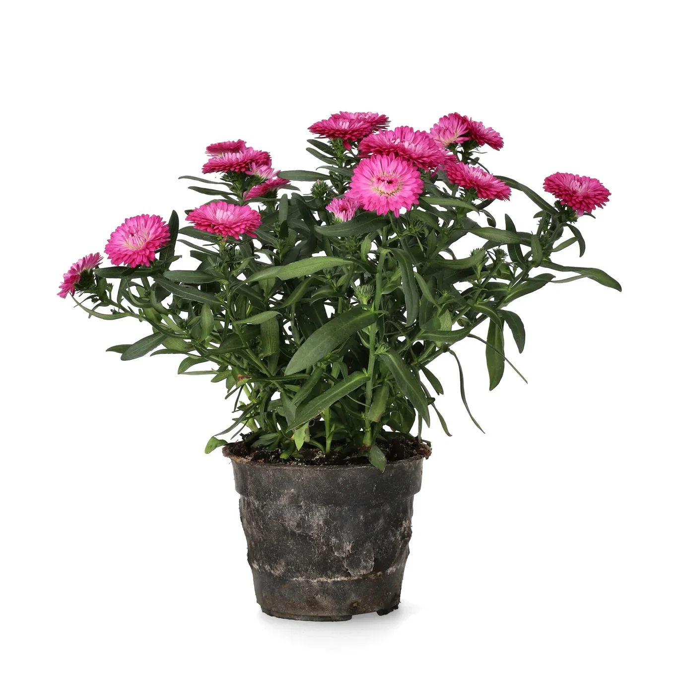 Aster N.B. Red 10,5 cm