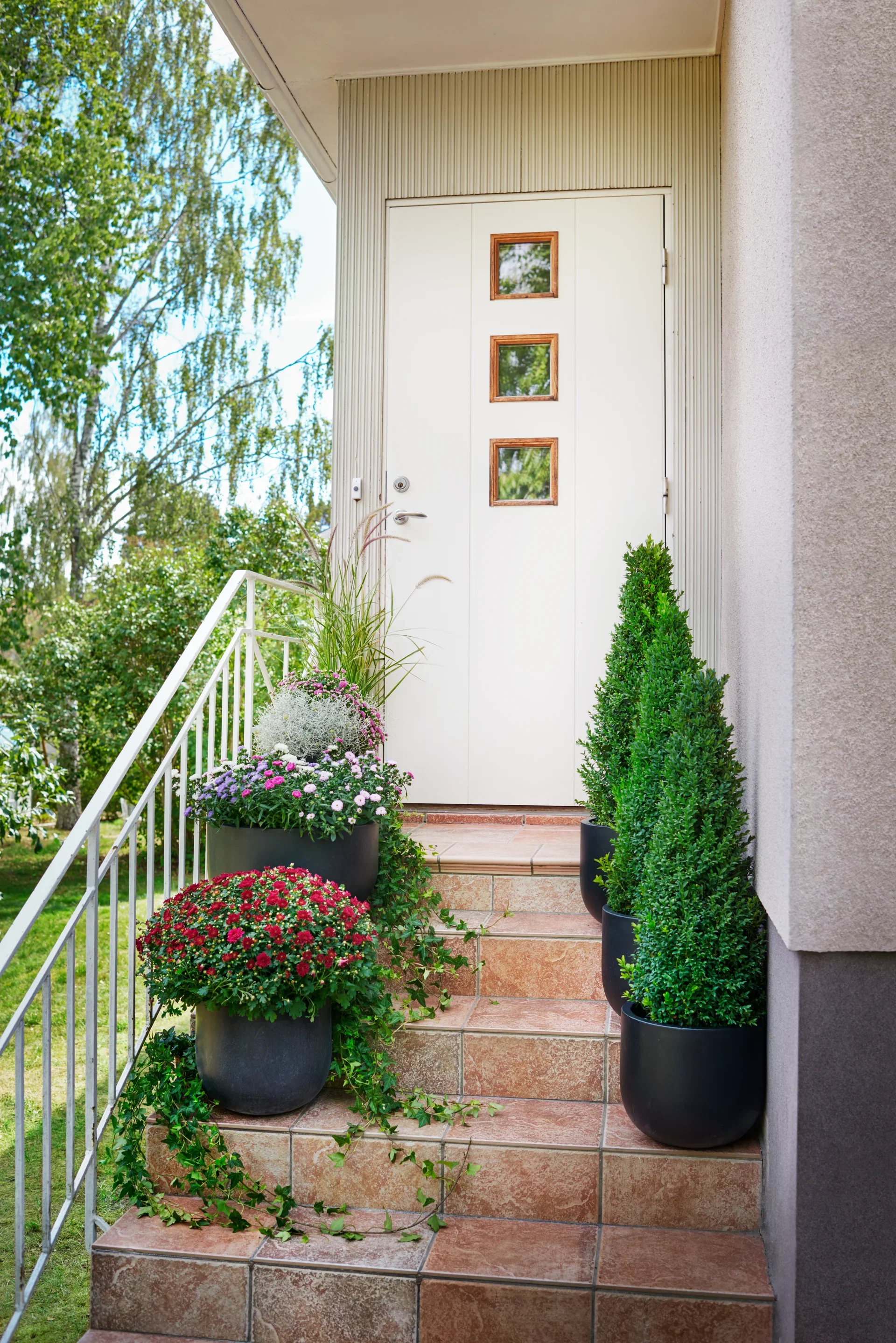 Aster N.B. White 10,5 cm