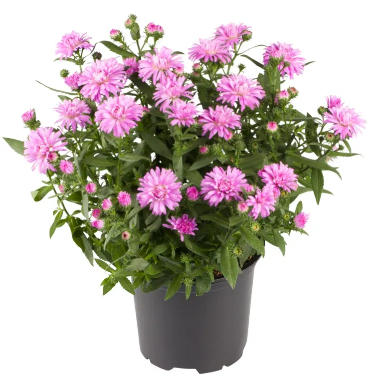 Aster N.B. Pink 10,5 cm