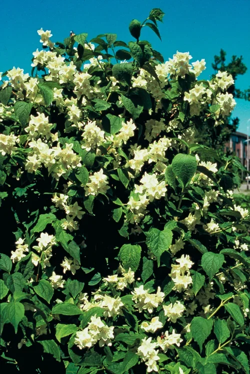 Philadelphus coronarius 3L