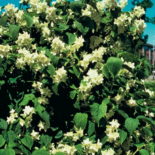 Philadelphus coronarius 3L