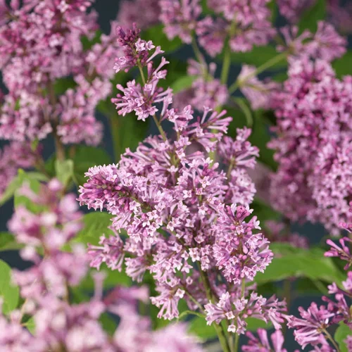 Syringa josikaea 'Oden' E