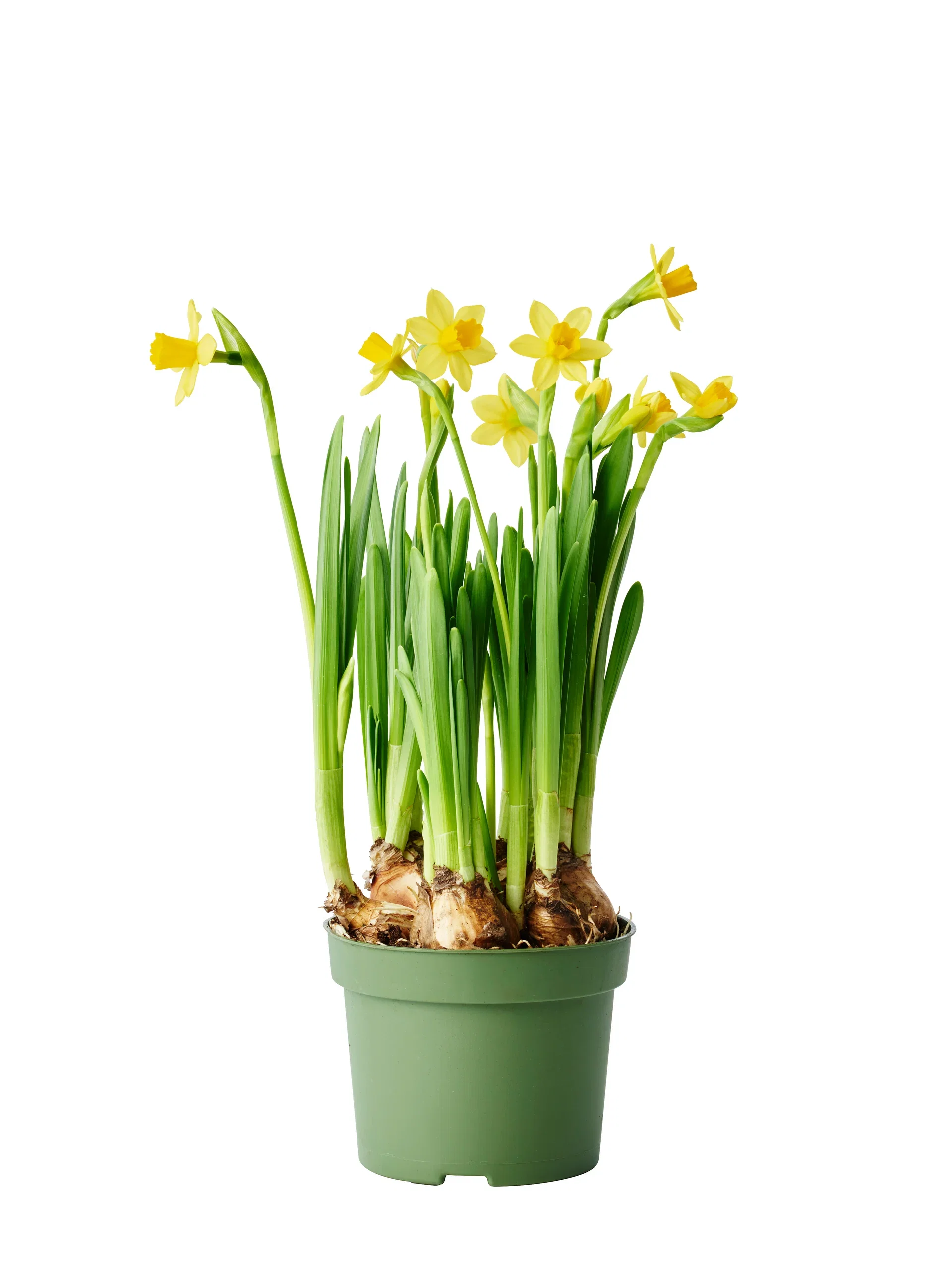 Minipåskelilje 'Tête-à-Tête'