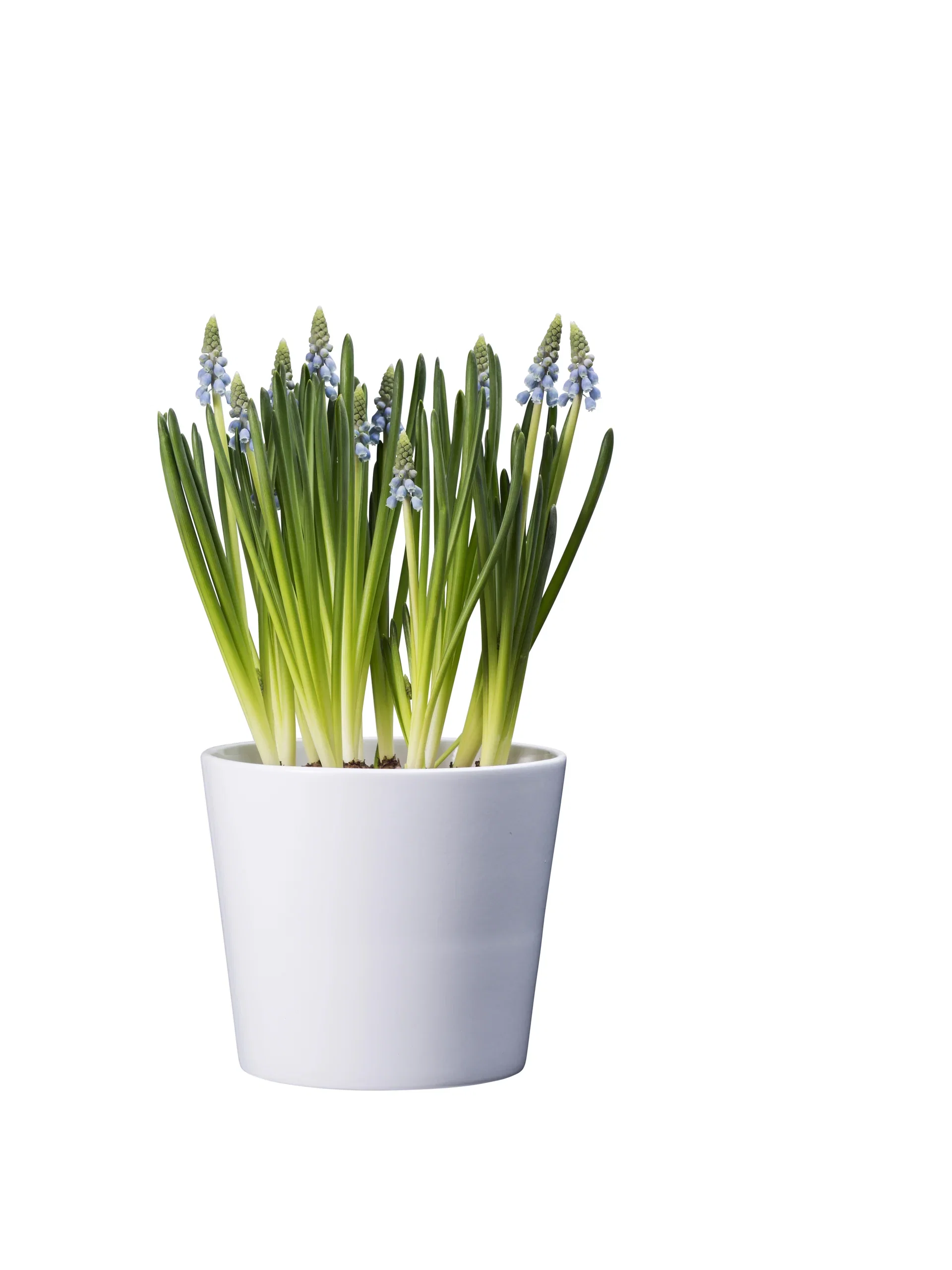 Perleblomst 'Blue Magic'