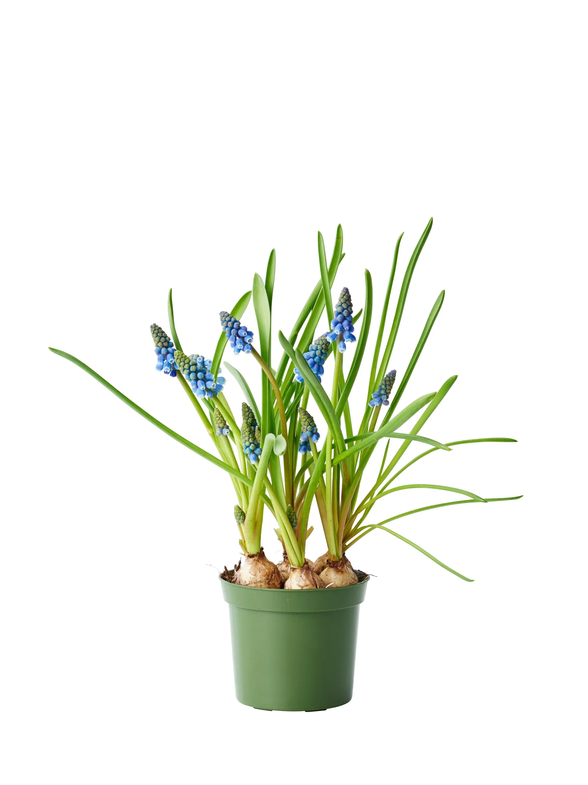 Perleblomst 'Blue Magic'