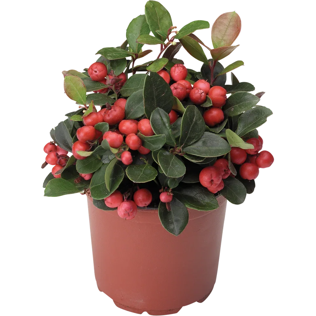 Krypberglyng BIG BERRY