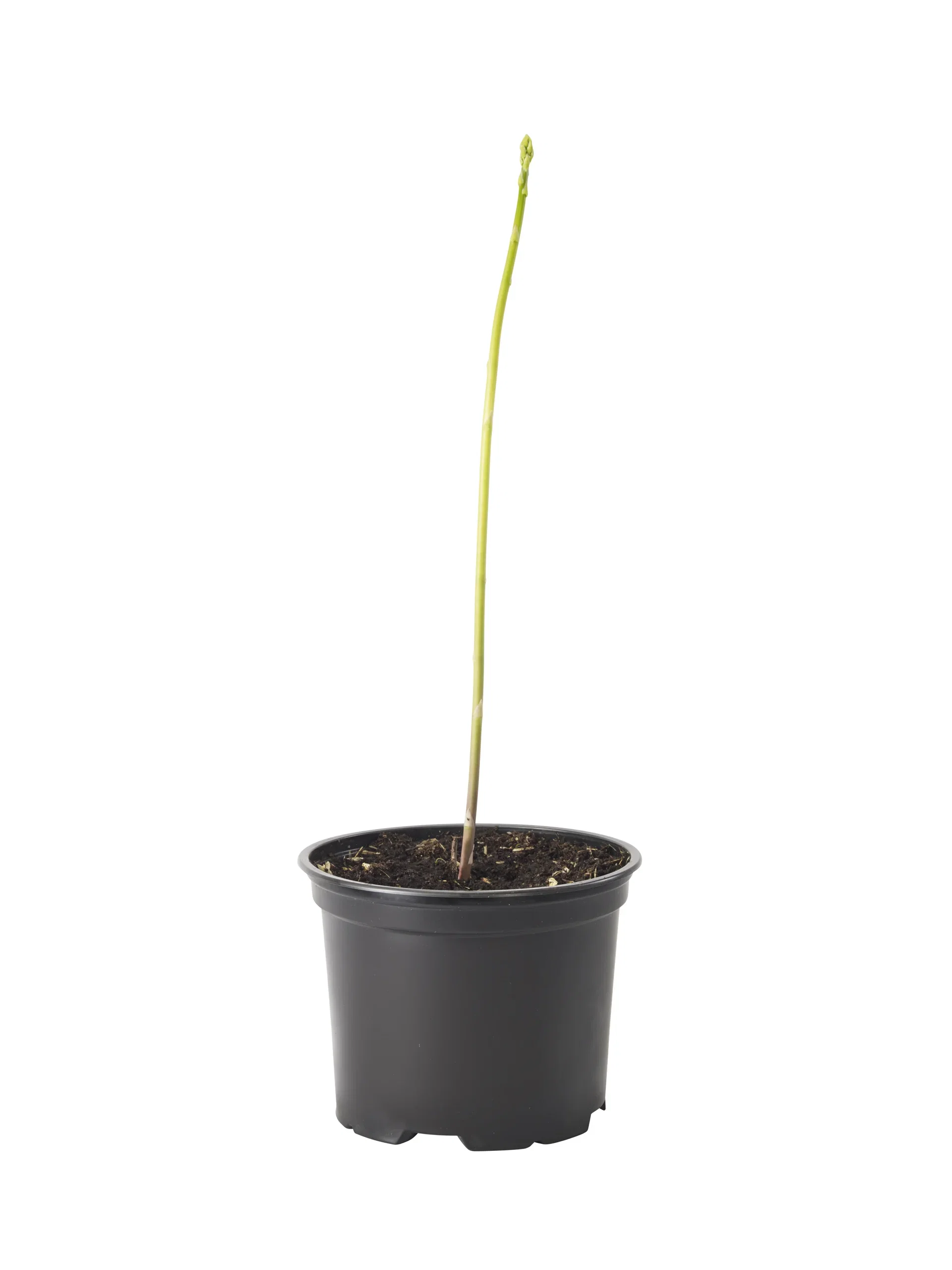 Asparagus o. 'Gijnlim' 12 cm