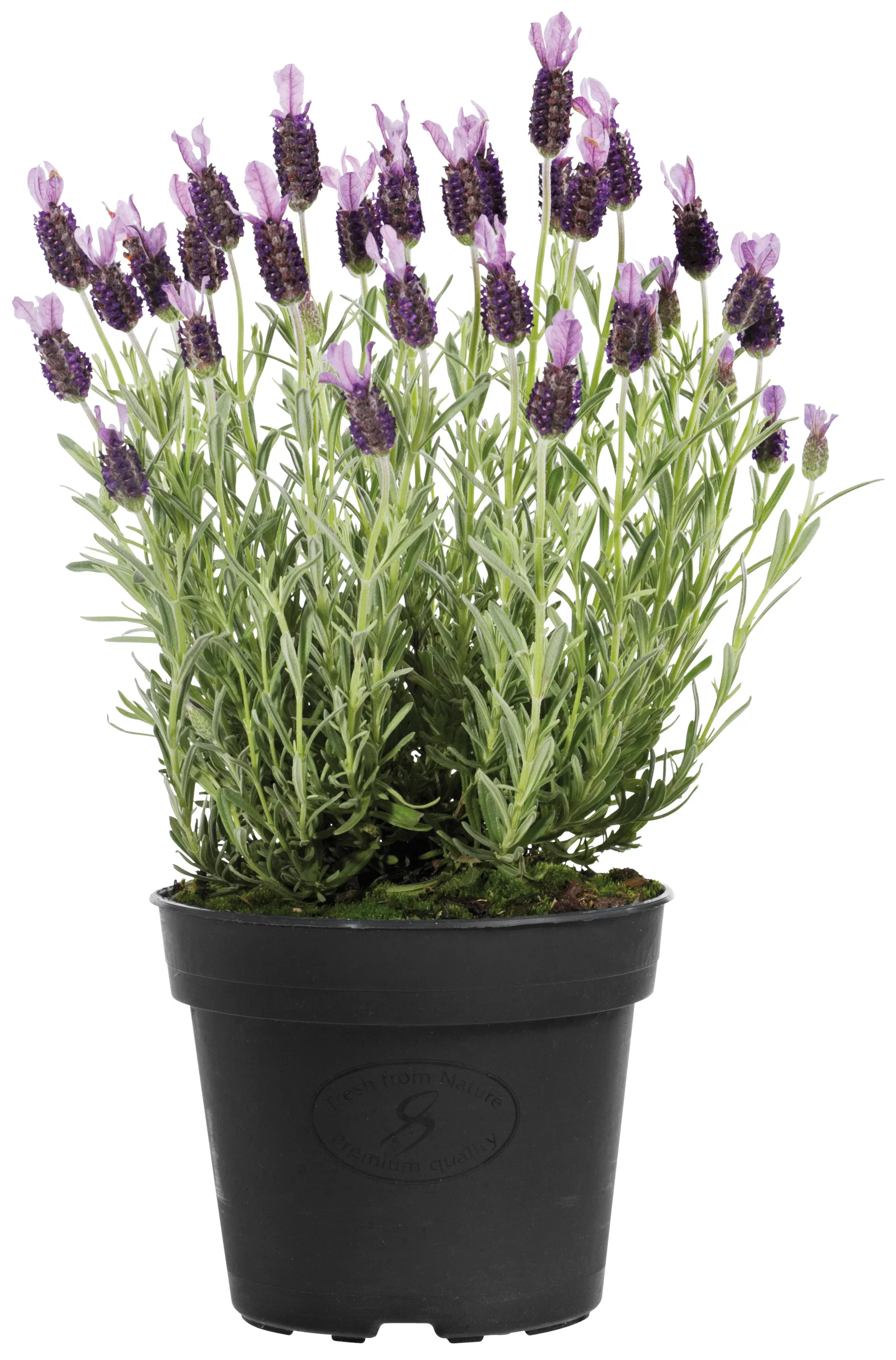 Lavandula stoechas 'Anouk' 15 cm