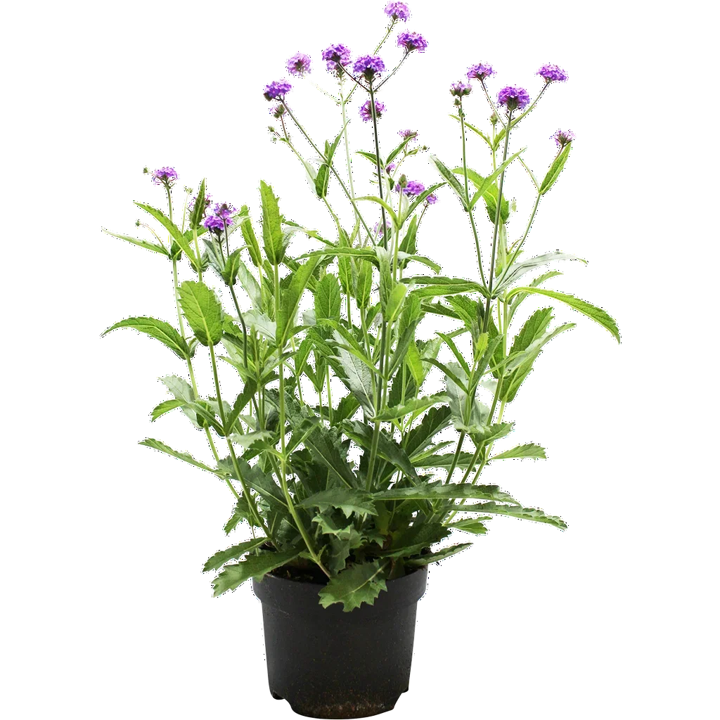 Verbena Regida 19 cm