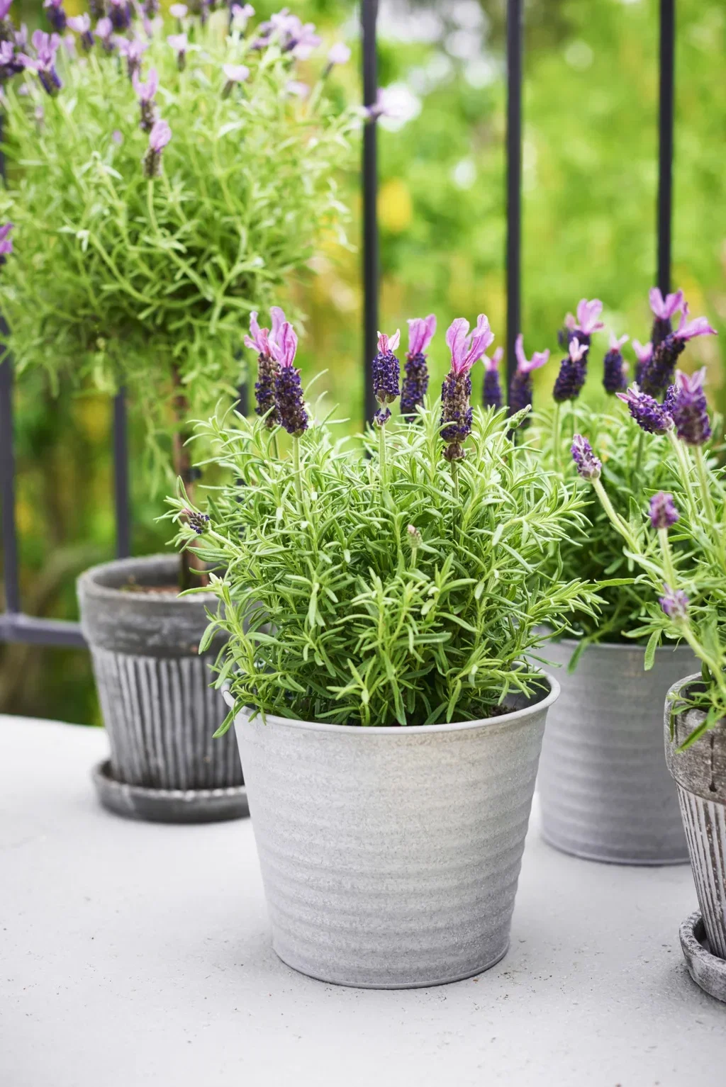 Lavandula stoechas 'Anouk' 15 cm