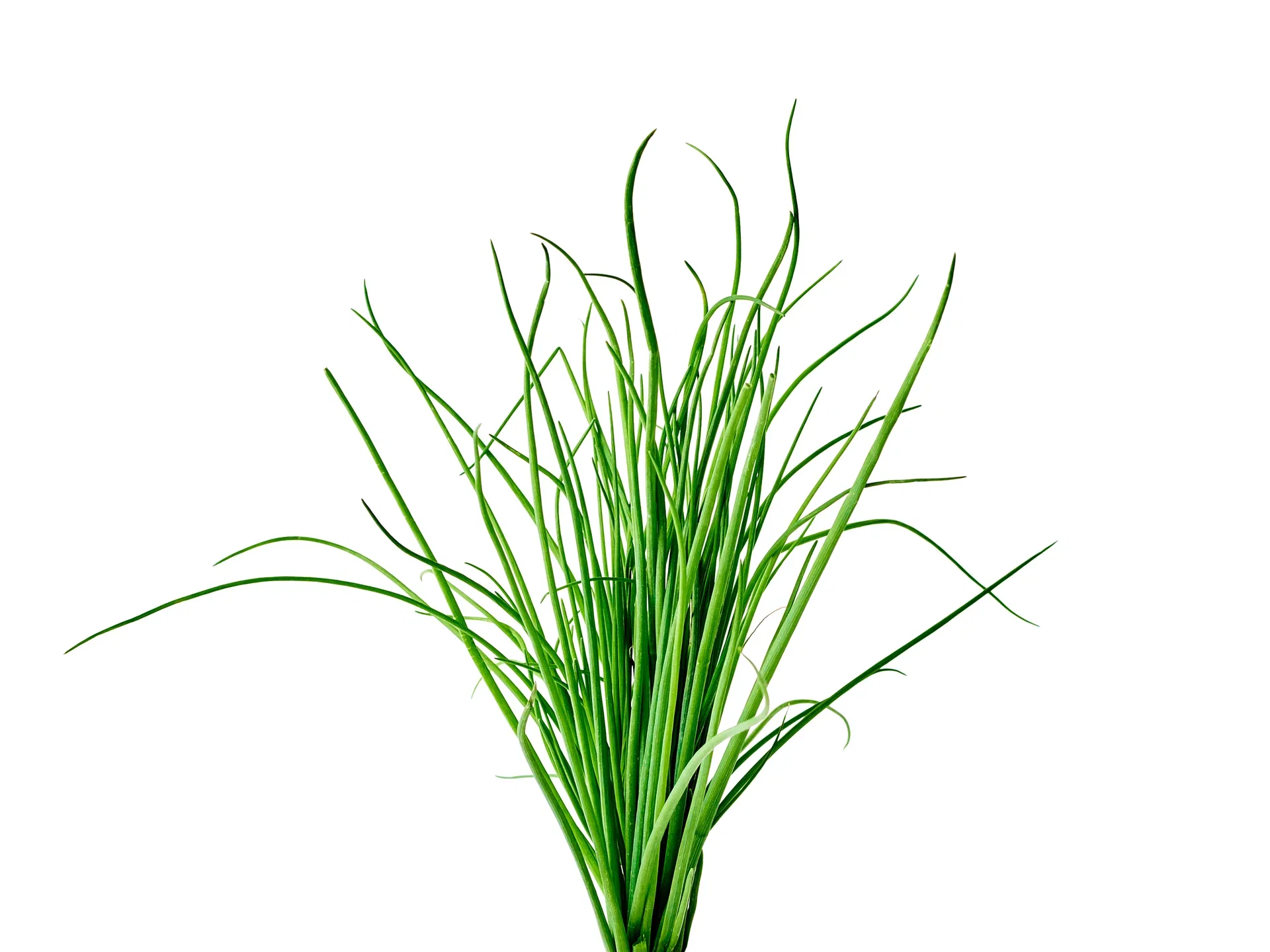 Allium schoenoprasum 14 cm