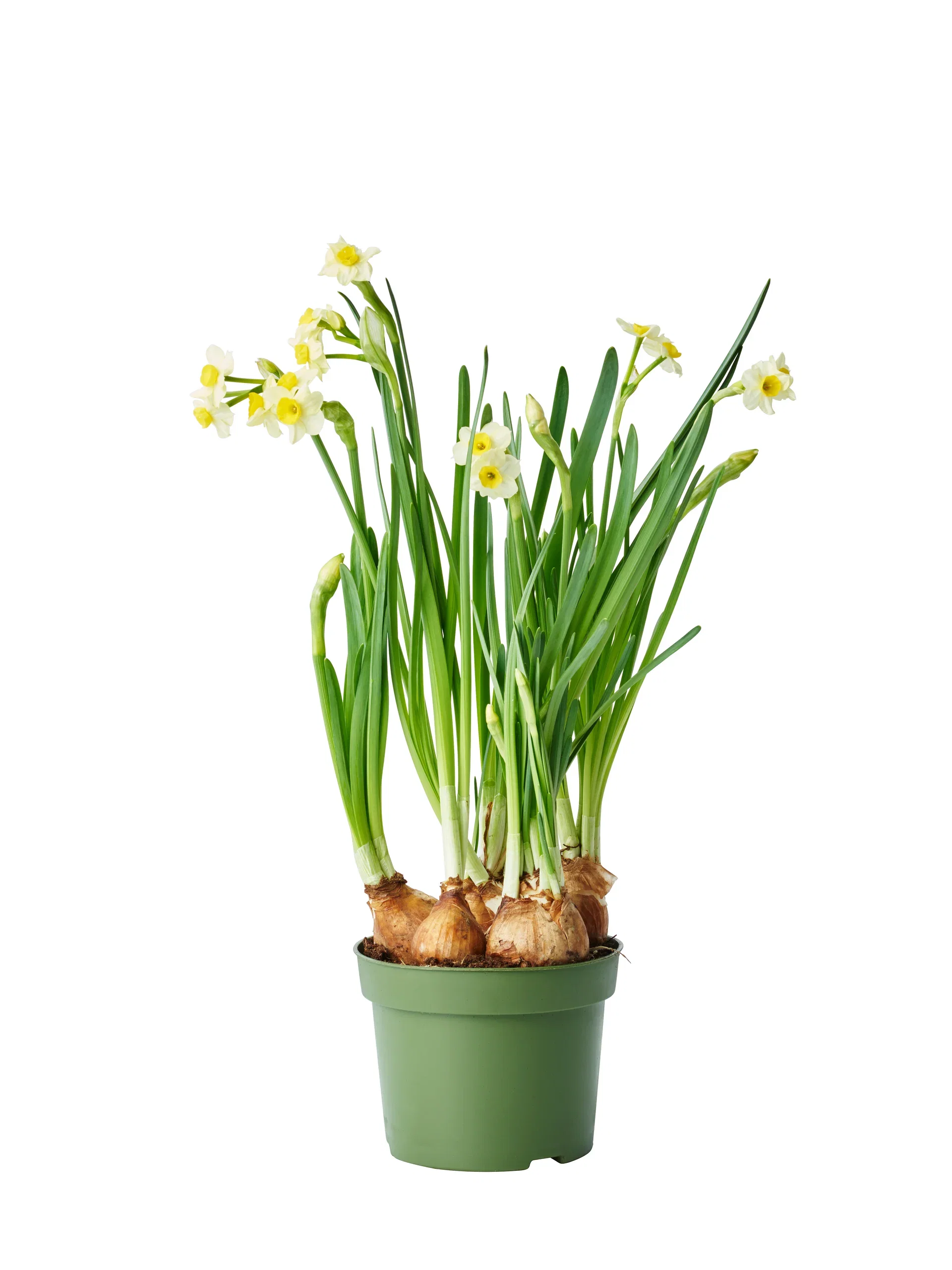 Narcissus 'Minnow' 12 cm