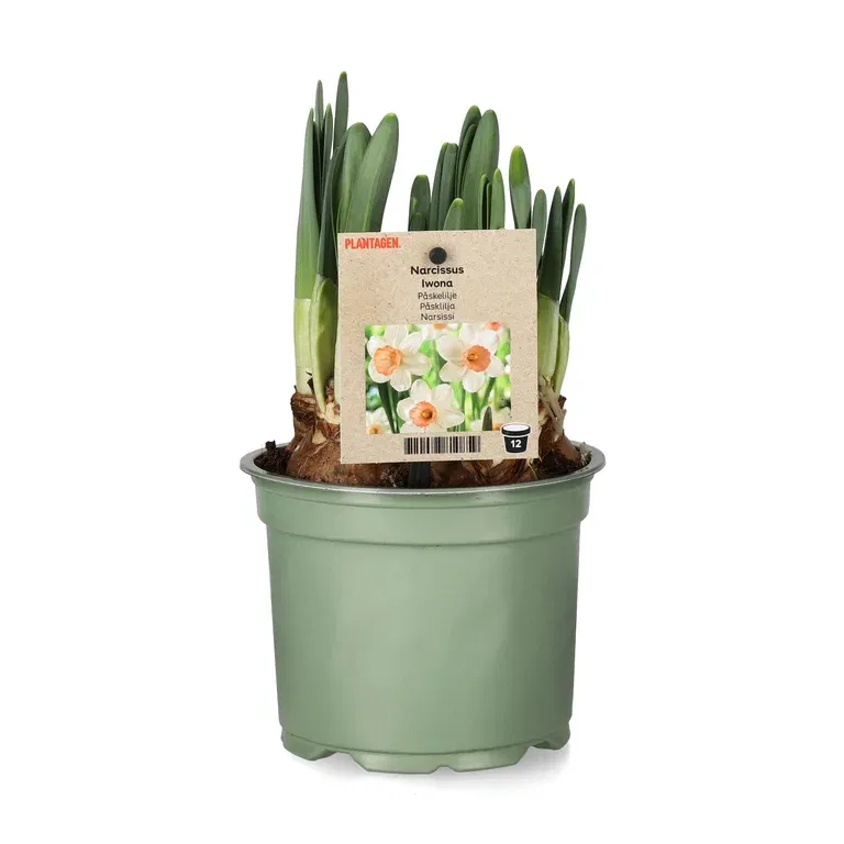 Narcissus 'Iwona' 12 cm