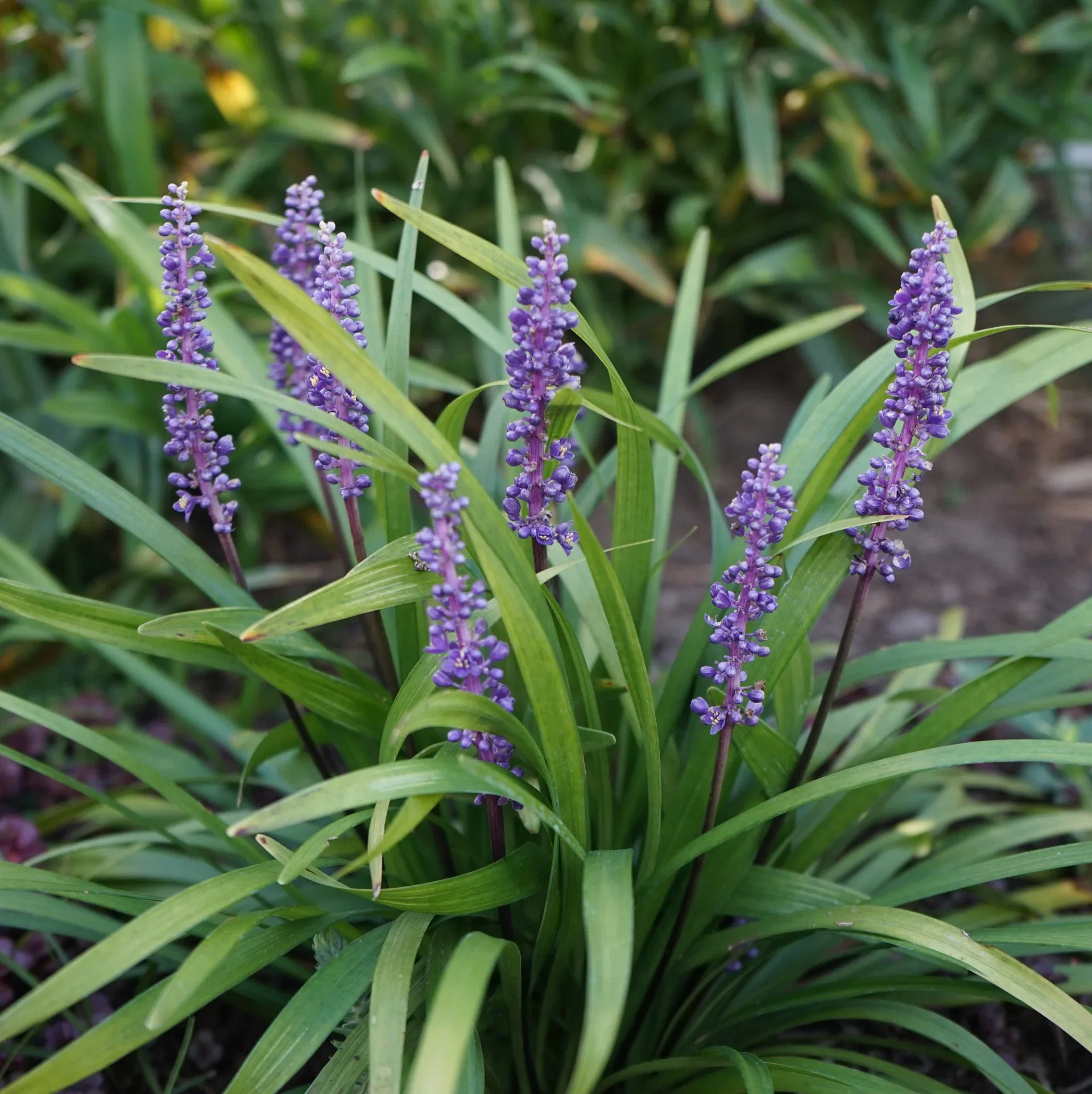 Liriope muscari 'Ingwersen' 19cm