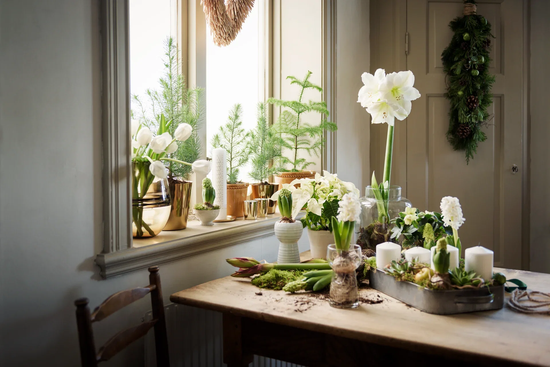 Hippeastrum 30+ 'Alfresco' 14 cm