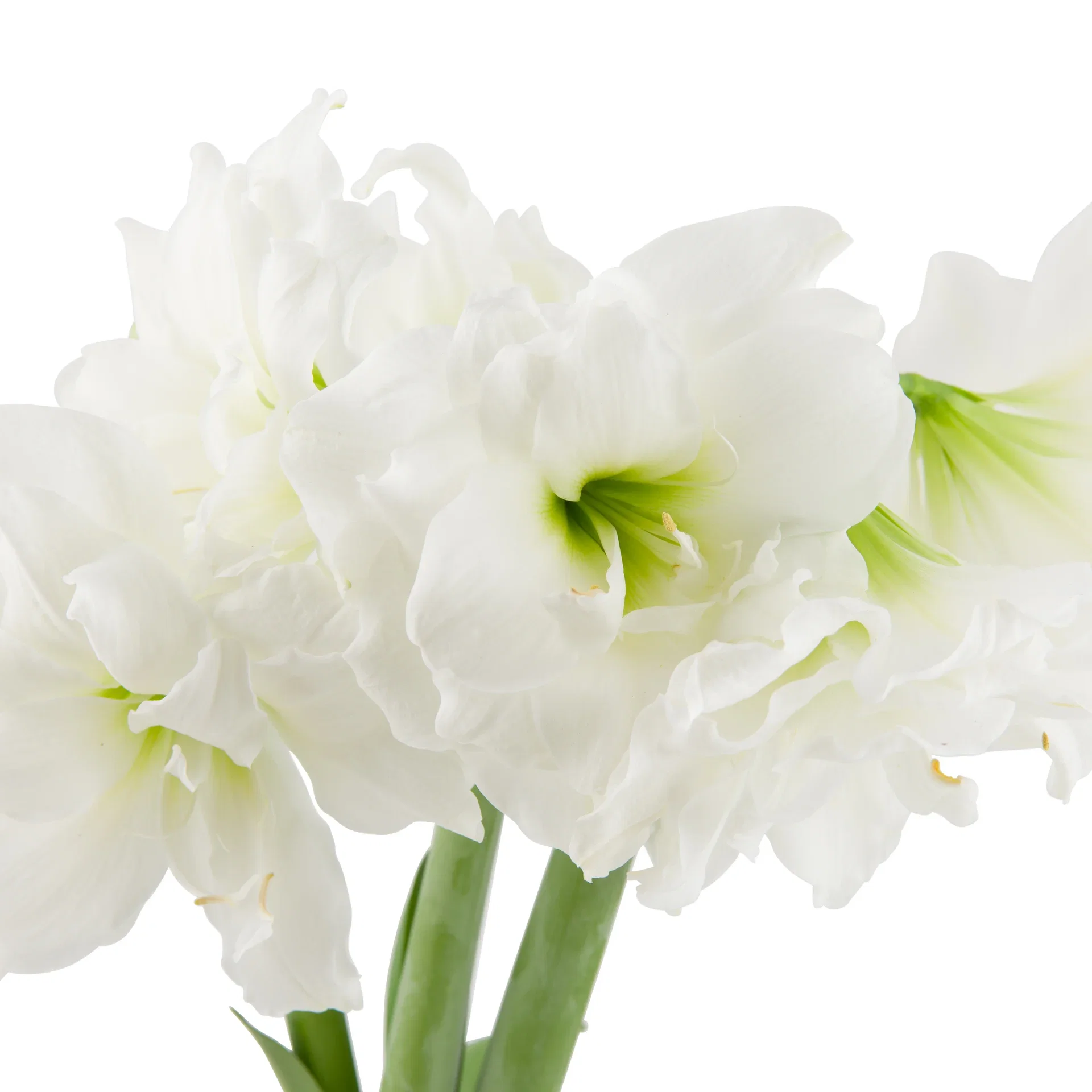 Hippeastrum 30+ 'Alfresco' 14 cm