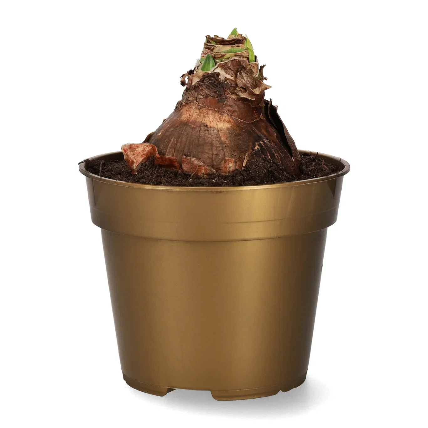 Hippeastrum 30+ 'Alfresco' 14 cm