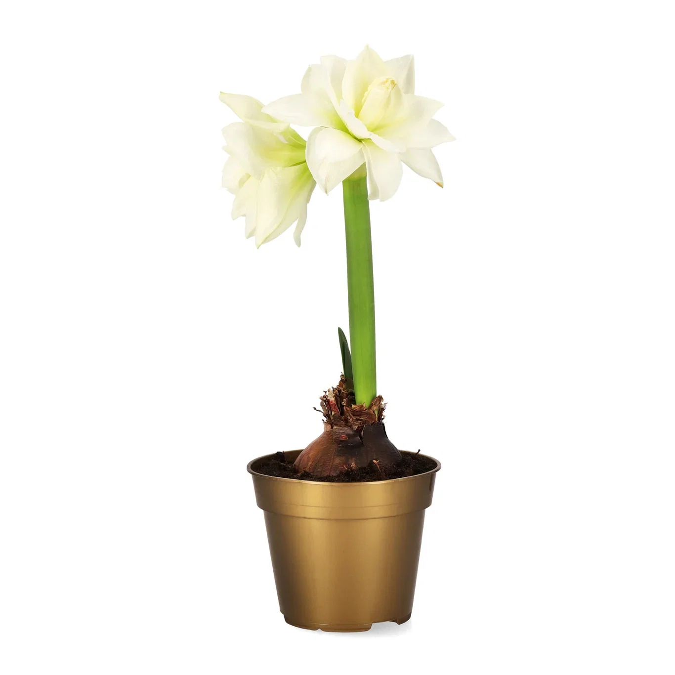 Hippeastrum 30+ 'Alfresco' 14 cm