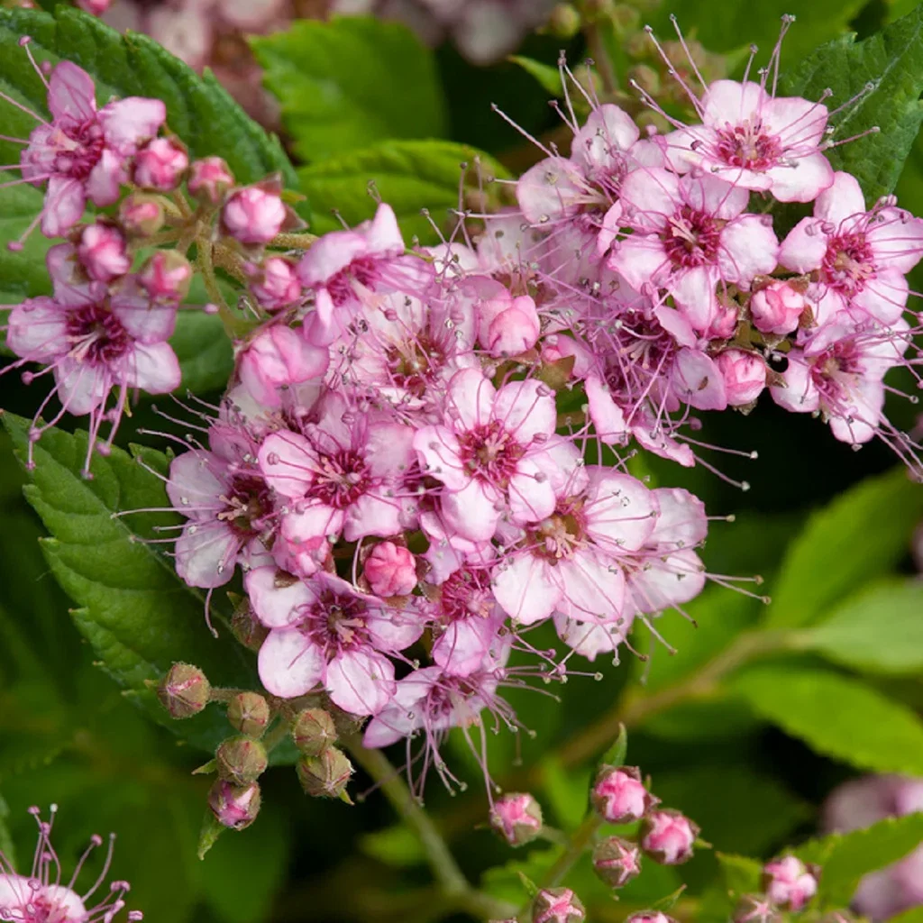 Bjørkebladspirea PINK SPARKLER